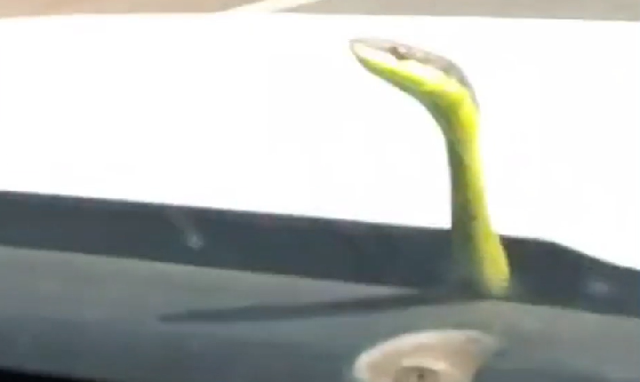 Ambulância dá 'carona' para cobra em MS