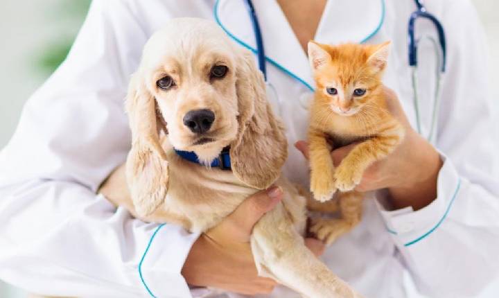 Deputado Zé Teixeira propõe que campanhas para pets sejam incluídas no calendário oficial