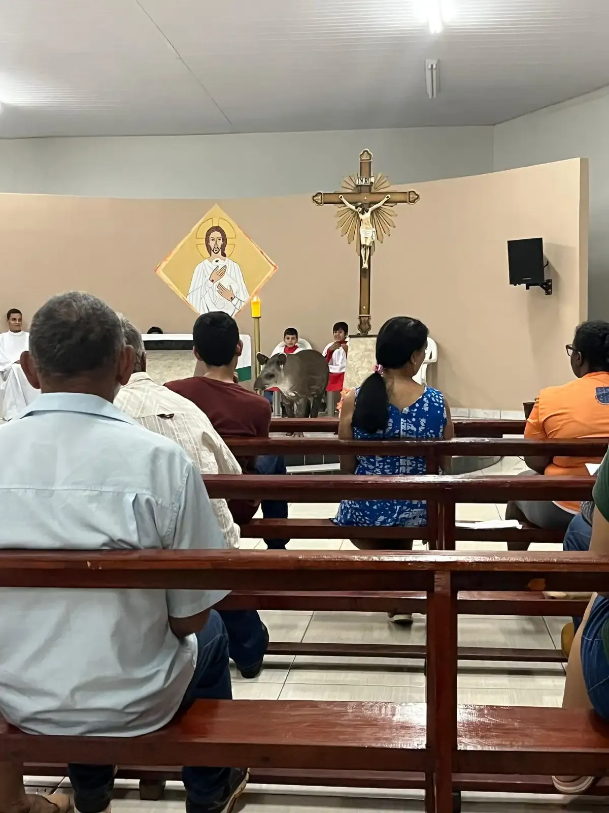 Anta invade igreja e sobe ao altar durante missa em Sonora