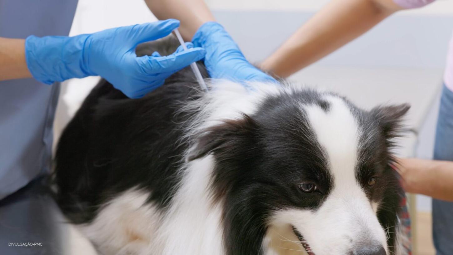 Coxim promove Dia D da vacinação antirrábica neste sábado