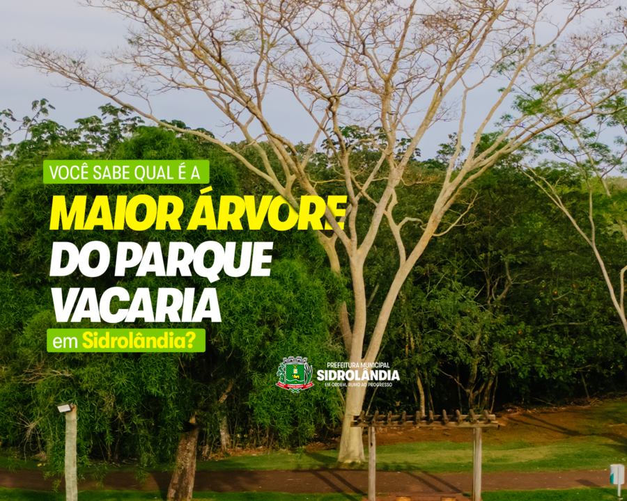 Angico Branco do Parque Vacaria encanta visitantes e reforça importância ambiental