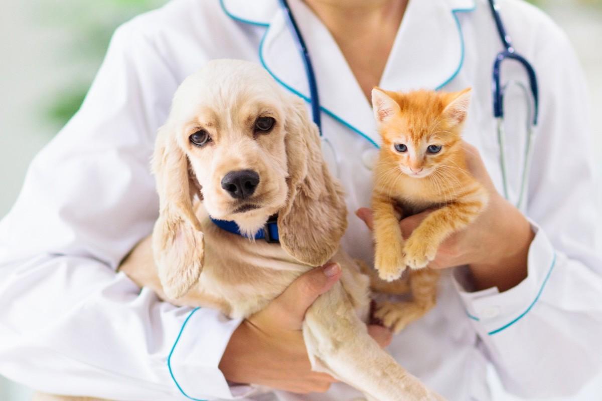 Deputado Zé Teixeira propõe que campanhas para pets sejam incluídas no calendário oficial