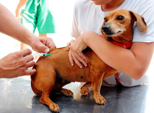 Três Lagoas prepara Dia D de vacinação antirrábica para cães e gatos