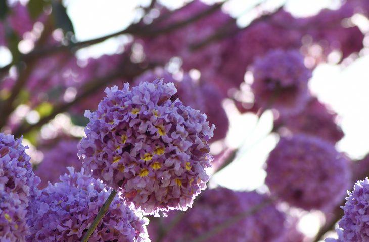 Calor acima dos 30°C e pancadas de chuva marcam a segunda-feira em Mato Grosso do Sul