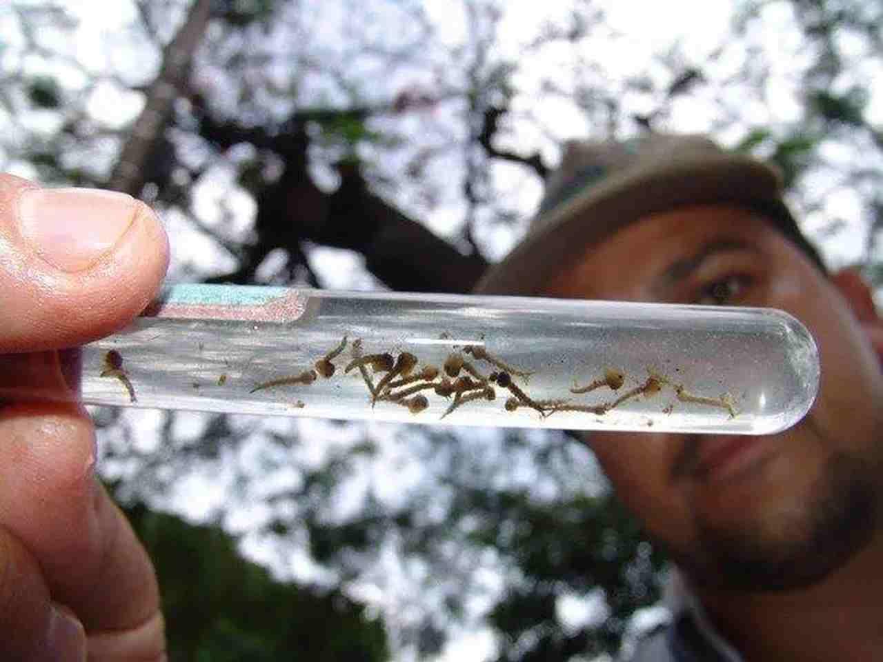 Campo Grande cria novo comitê para fortalecer combate à dengue, zika e chikungunya