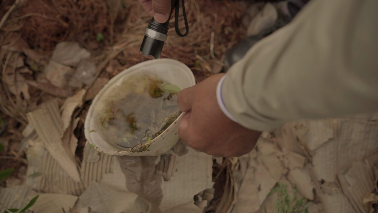 MS já teve 8.272 casos de dengue e 7.525 de chikungunya em 2025