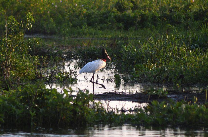 Governo divulga resultado final da primeira chamada do PSA Pantanal em Mato Grosso do Sul