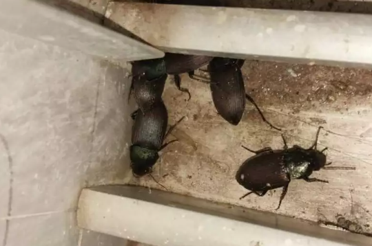 Infestação de besouros em casas assusta moradores de Campo Grande; inseto pode causar queimaduras, saiba como proceder