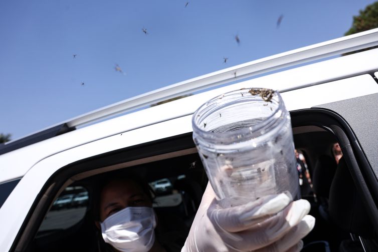 Saúde libera mosquitos estéreis para frear reprodução do Aedes
