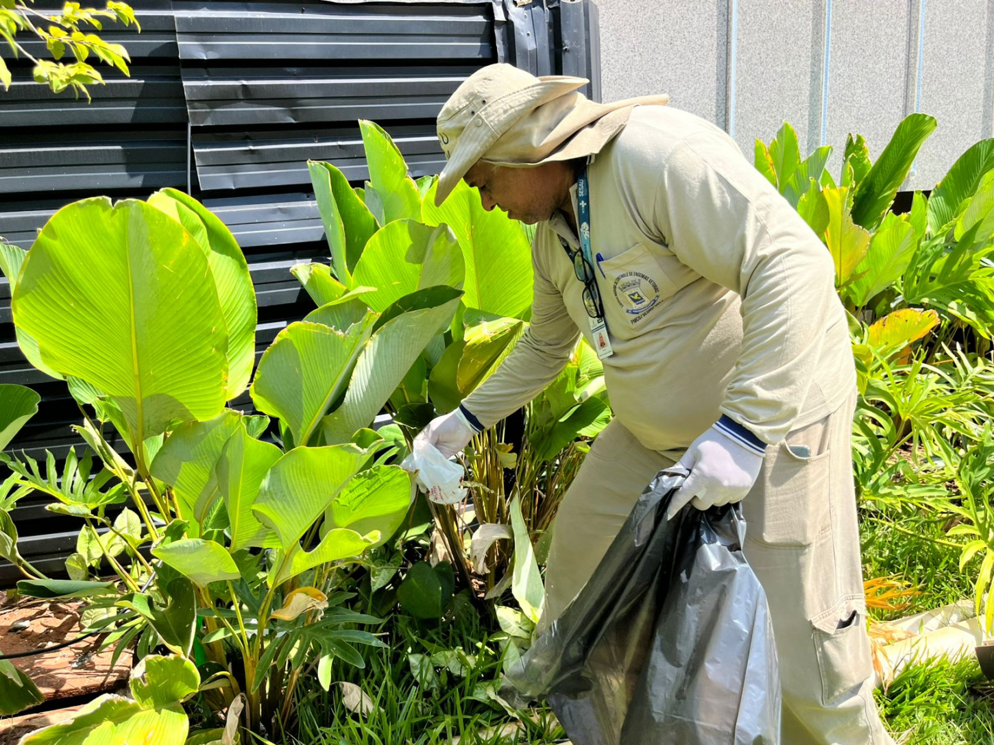 Uso de Wolbachia proporcionou queda de 63% dos casos de dengue em Campo Grande, diz pesquisa