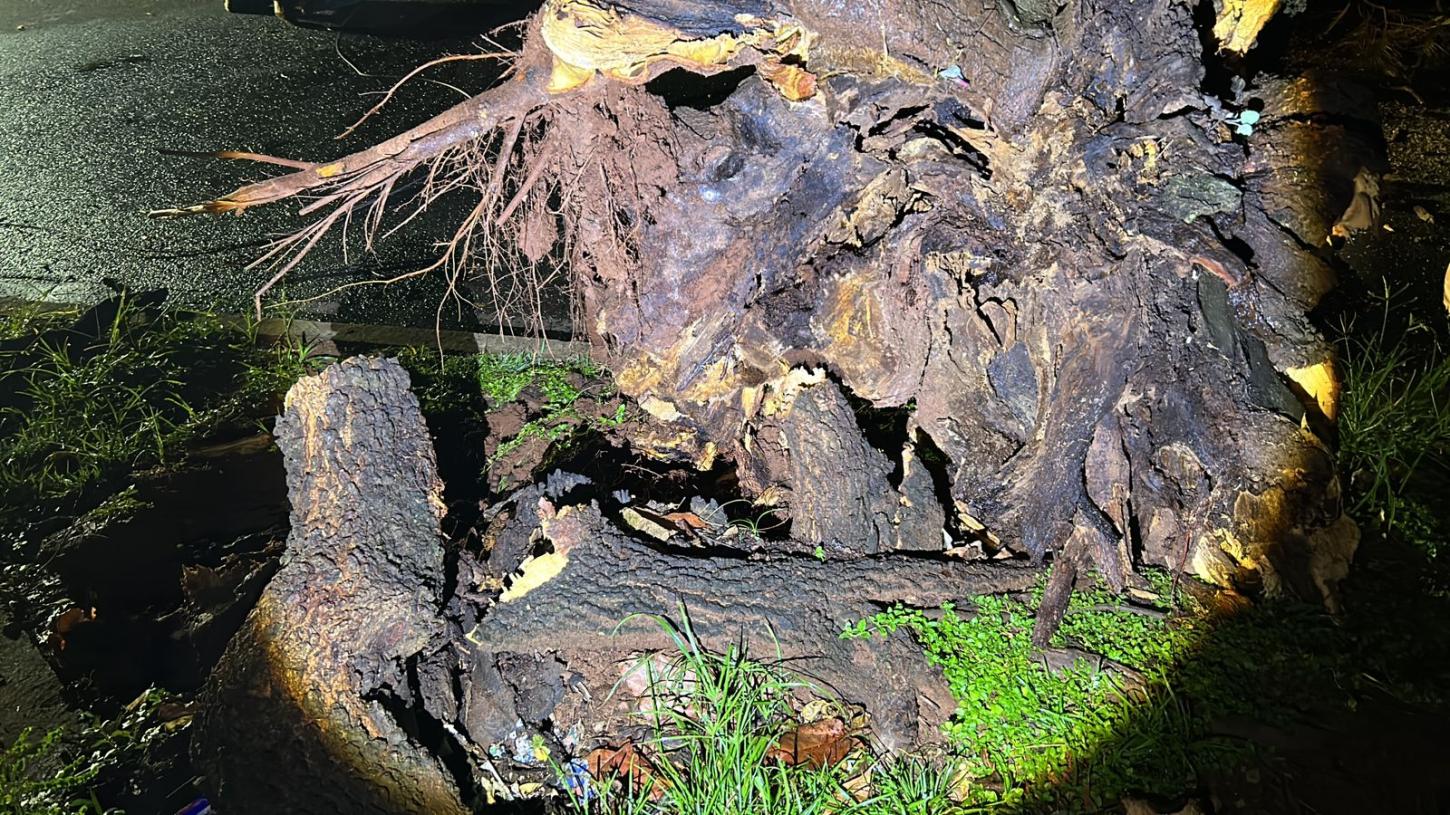 Situação do tronco chamou a atenção. Foto: Kelson Carvalho