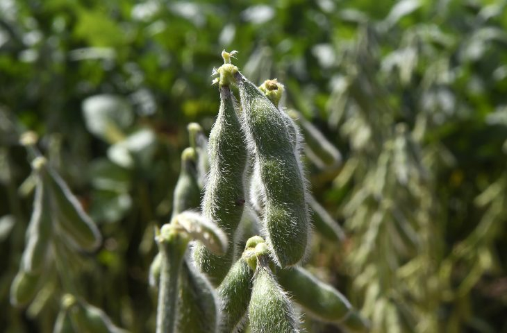 Prazo para cadastramento de plantio de soja termina na sexta-feira (10); Iagro alerta que quase 1 milhão de hectares ainda não foram cadastrados