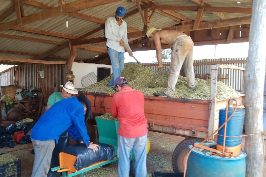 Foto: Agraer Angelica