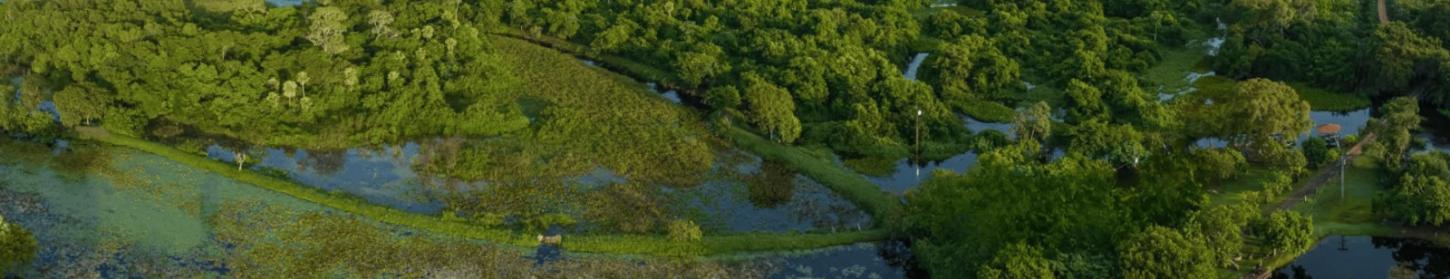 Pantanal - Uma das maiores áreas úmidas do mundo