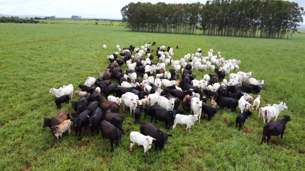 Agro de MS teve o maior crescimento do Brasil, diz governo do Estado