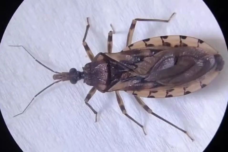 SES encontra barbeiros em 21 cidades pelo MS