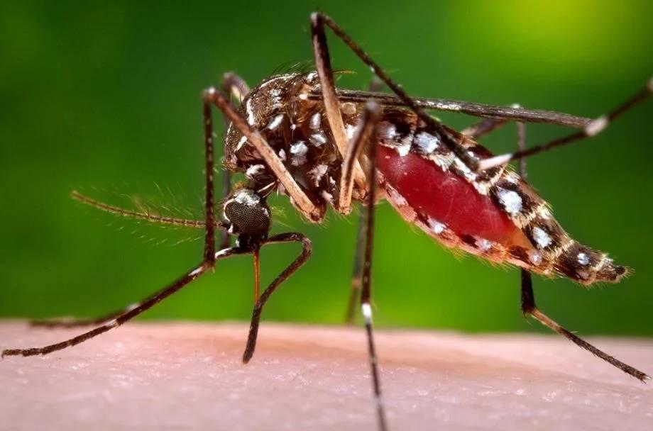 Três Lagoas anuncia e celebra queda de mais de 90% nos casos de dengue e chikungunya