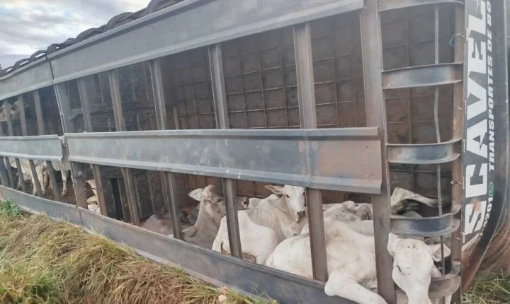 Carreta boiadeira tomba na BR-158 e motorista morre esmagado em cabine