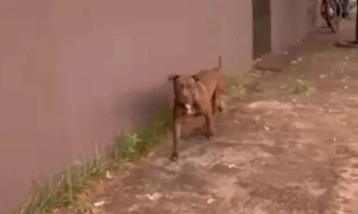 Médico que teria soltado pitbull na frente de escola durante entrada de alunos é preso em Nova Alvorada do Sul