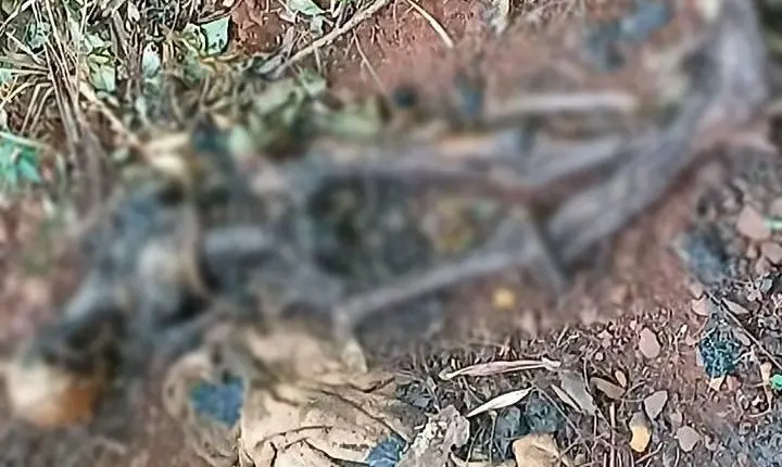 Ossada humana é encontrada próximo a trilho na Vila Bordon, região oeste de Campo Grande