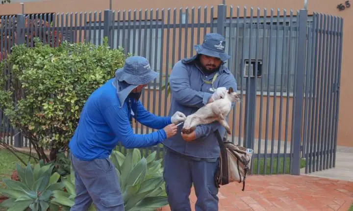 Prefeitura mobiliza agentes de saúde para realizar vacinação contra raiva em bairros de Campo Grande