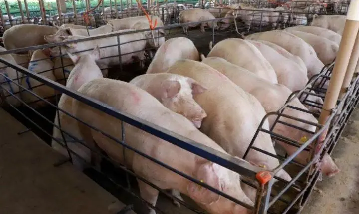 Suinocultura já cresceu 50% em MS e governo garante mais de R$ 300 milhões em incentivos
