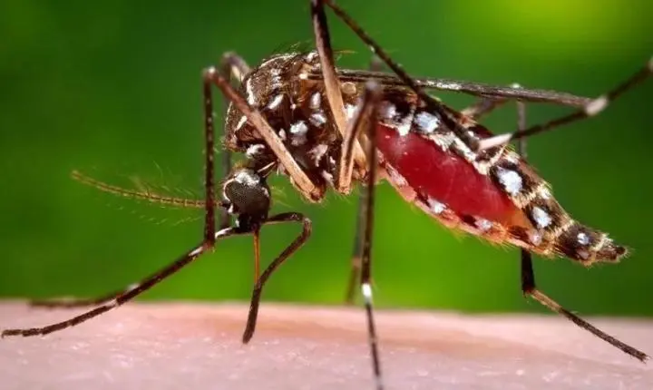 Três Lagoas anuncia e celebra queda de mais de 90% nos casos de dengue e chikungunya